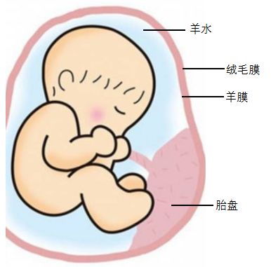 40岁生双胞胎的风险,双胞胎风险真的很大吗