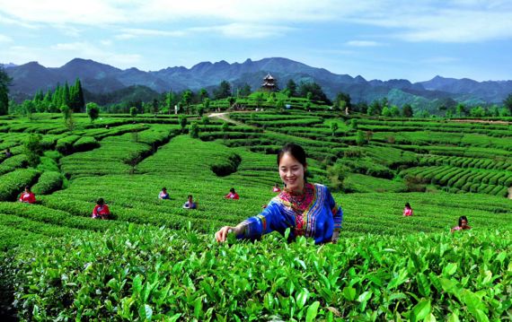 中国茶文化传播路线,中国茶叶品牌之路