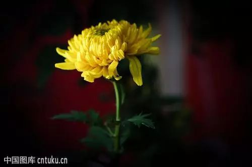 秋日赏菊的诗句,秋日菊花唯美诗句