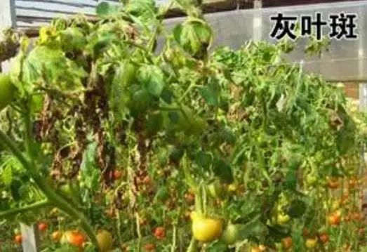 番茄苗定植后需要预防哪些病害,保护地栽培番茄容易出现哪些病害