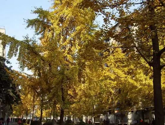春雨枝头密似鳞，秋风树下落成金——秋日银杏（上）