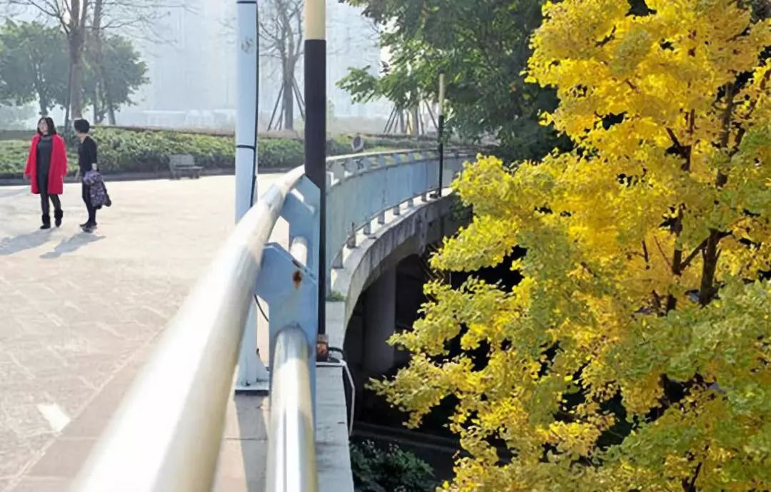 春雨枝头密似鳞，秋风树下落成金——秋日银杏（上）