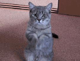 为什么现在年轻人喜欢养猫,为什么现在的年轻人都喜欢养猫咪