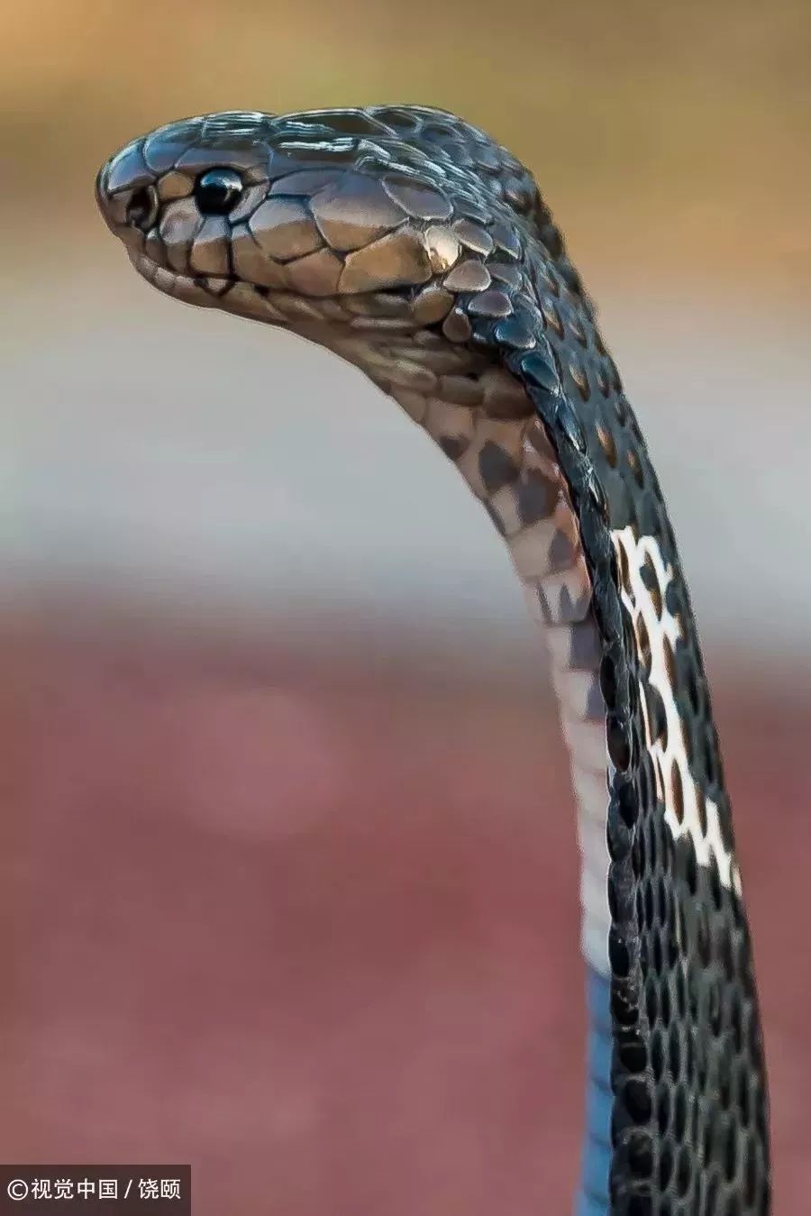 刷爆今天池州人朋友圈的舟山眼镜蛇，喜欢待在啥地方？专家这样说……
