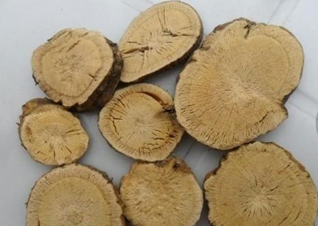 「本草驿站」带你认识不一样的“参”——苦参