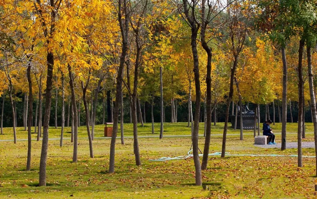 济南秋天看银杏的地方,济南银杏最好看的地方