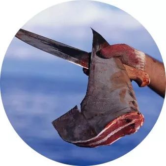 「检察官说法」检察官揭秘假鱼翅真相：明胶+色素营养=零！