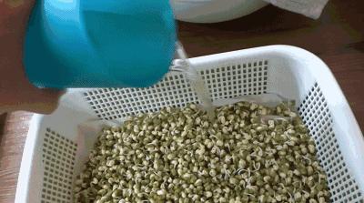 在家种菜,不用土不用肥,“一张纸”就搞定