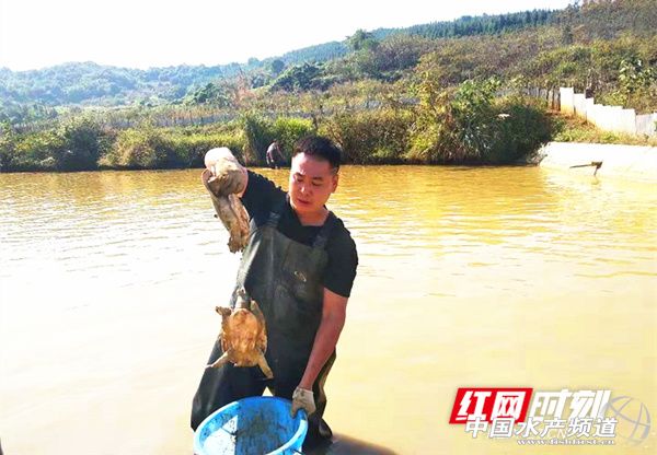 生态甲鱼个头大、肉质细密，价格比普通甲鱼高，却供不应求，甲鱼司令年入百万