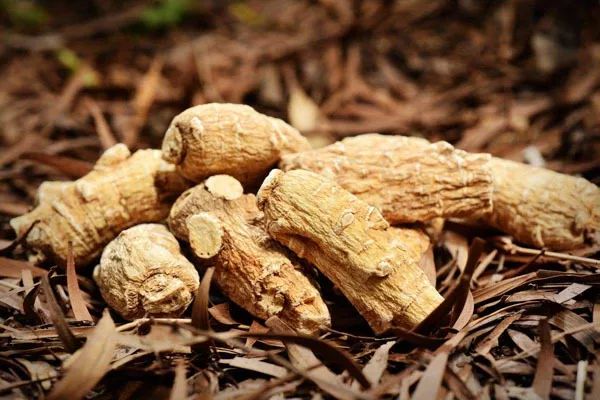 秋冬季，推荐几款养肺的食疗方！