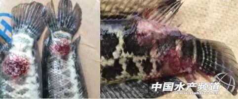 越冬期生鱼的红点、烂身、水霉病防治总结！