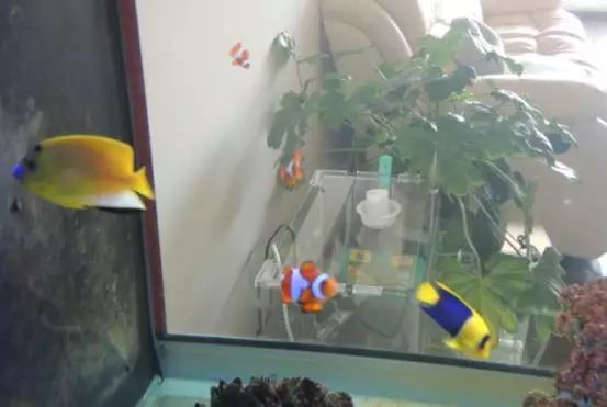 海水鱼得了白点病最快的治疗方法,鱼友分享鱼病大全