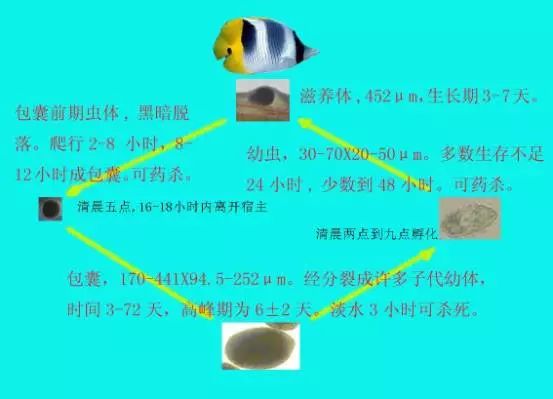 海水鱼得了白点病最快的治疗方法,鱼友分享鱼病大全