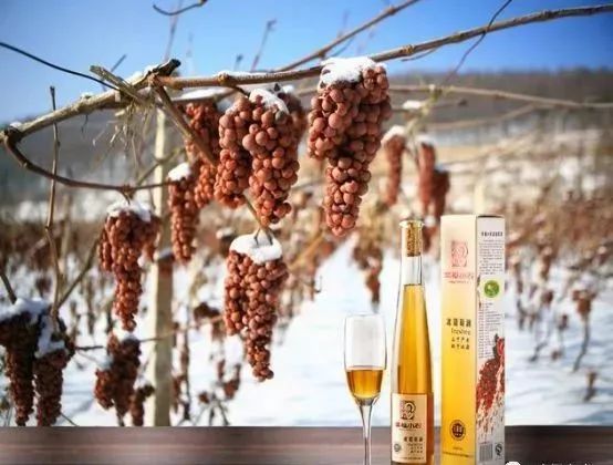 他用一块地做火2个产业，在冰葡萄田里把黑豆卖出4000万！