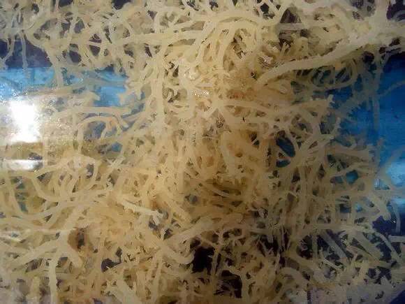 日照有什么好玩的地方,日照金山