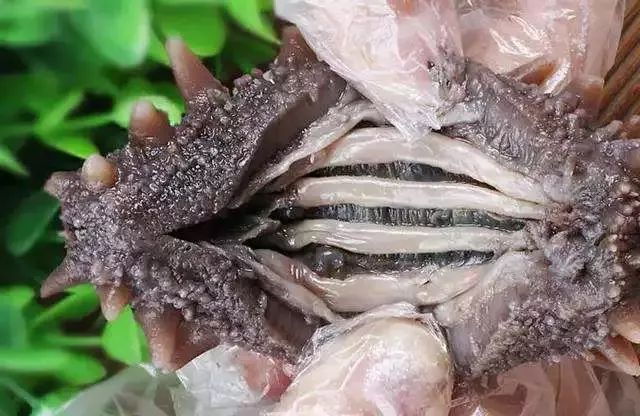 神奇的海参!女人不老、男人不虚,延年益寿,现在知道还不晚……