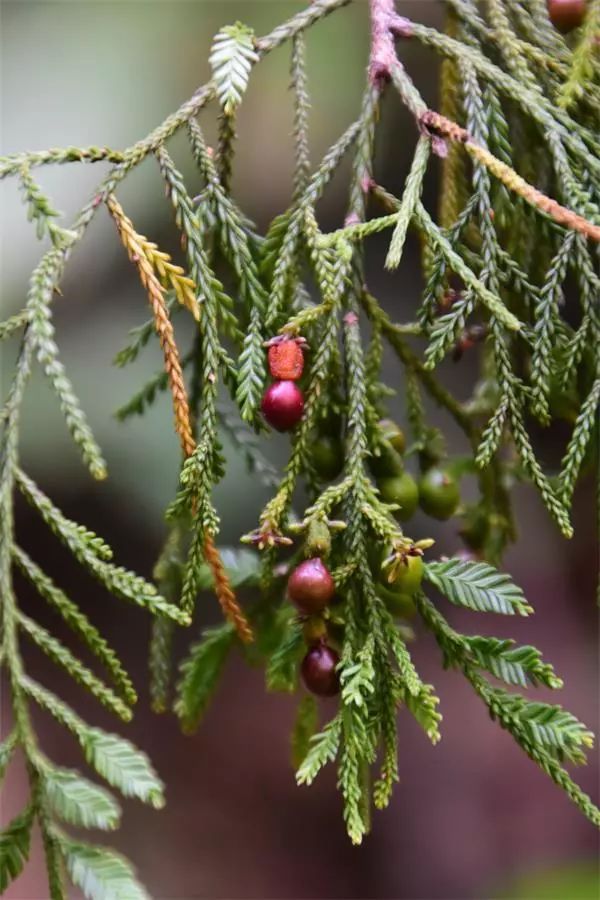 海南尖峰岭植物,海南尖峰岭国家森林公园问题