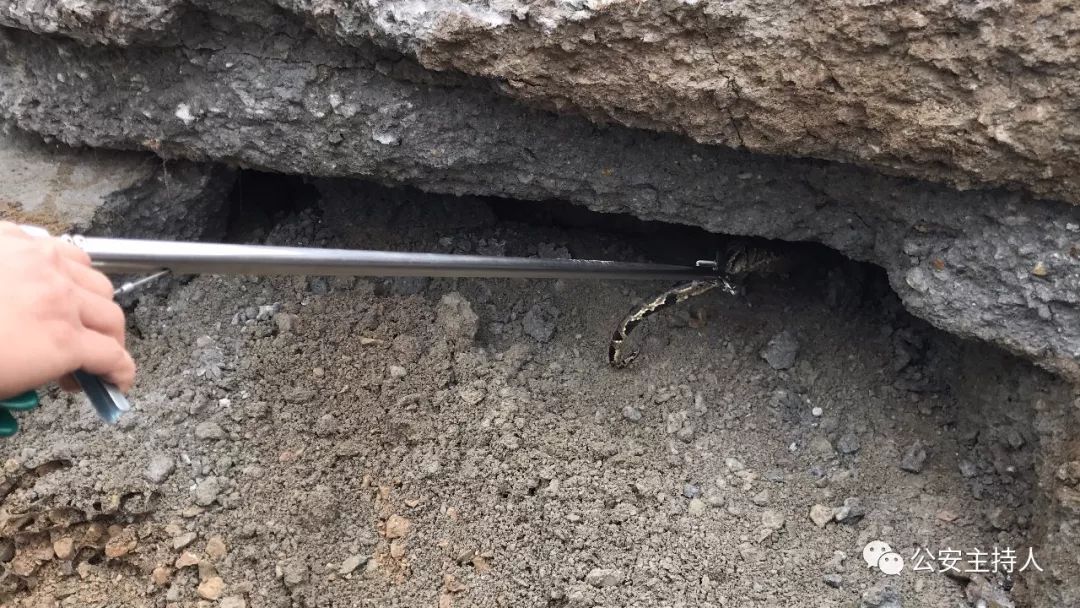 大蟒蛇视频大型挖掘机,工地挖机挖出一条巨蟒