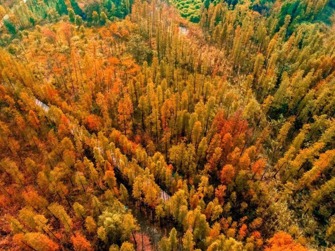 徐州秋景哪个地方最好看,徐州周边赏秋景的地方