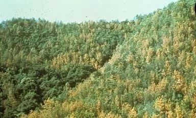 松材线虫病的防治措施有哪些,松材线虫病防控知识大全