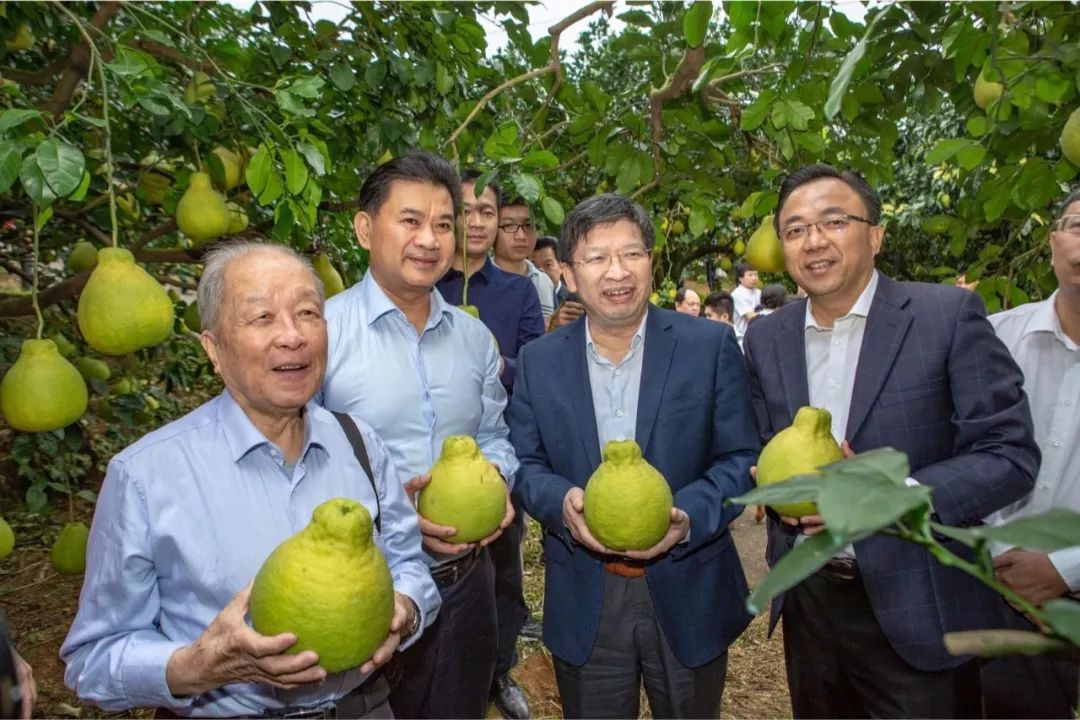 梅县最好吃的柚子在这里！（文末有福利）
