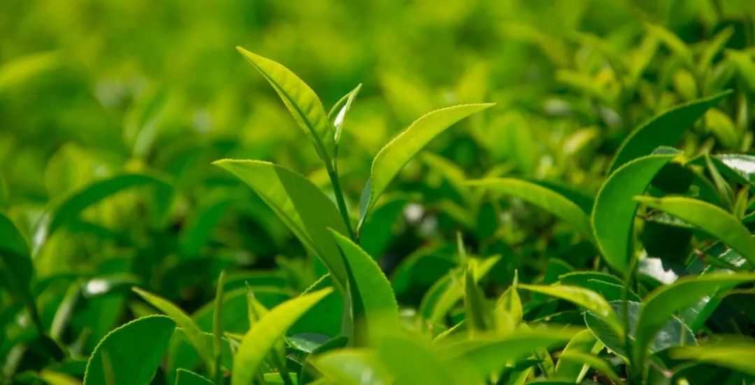 十大美白牙齿牙膏,美白去渍牙膏澳洲