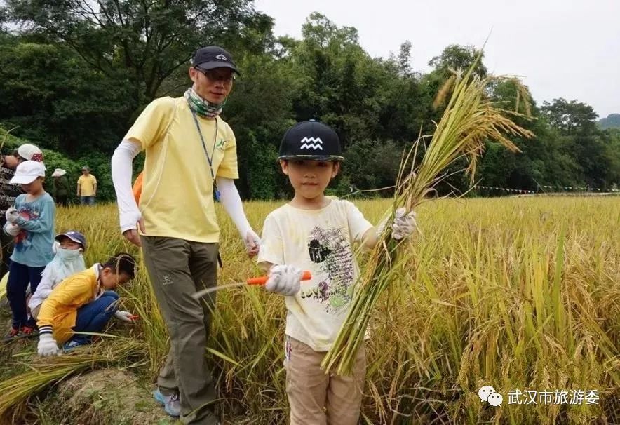 本周新鲜|黄鹤楼新增入园神器,九真山秋景倒计时,红遍北上广的喜茶来啦!