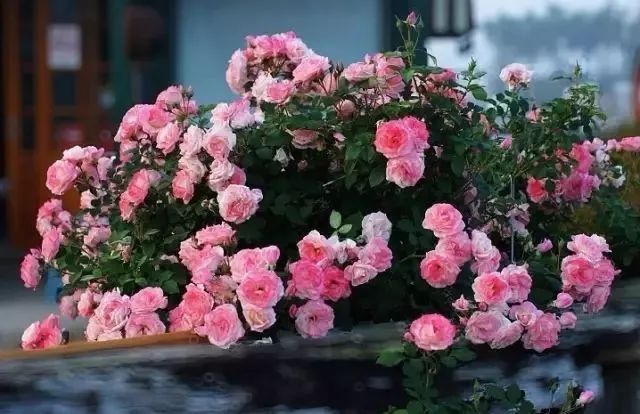 怎样才能让藤本月季快速成为花墙,做花墙最好的藤本月季品种