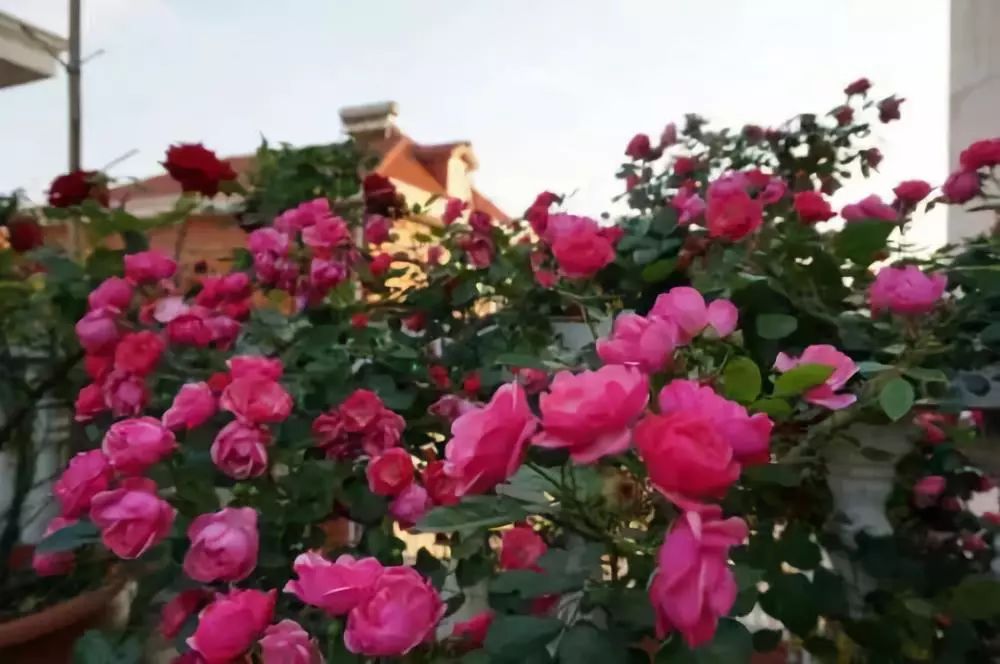 怎样才能让藤本月季快速成为花墙,做花墙最好的藤本月季品种