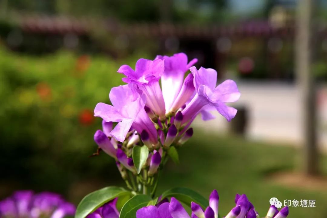 秋意浓浓风景如画的地方,塘厦风景好的地方
