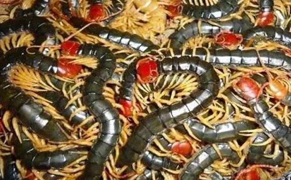 他怎么养的蜈蚣年收入60万？