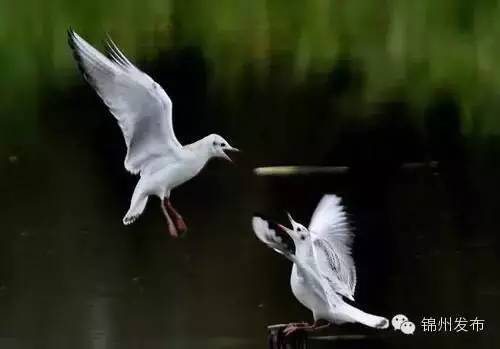 你是正宗的锦州人吗？这几道题都答不上来，就拜出去吹了哈～