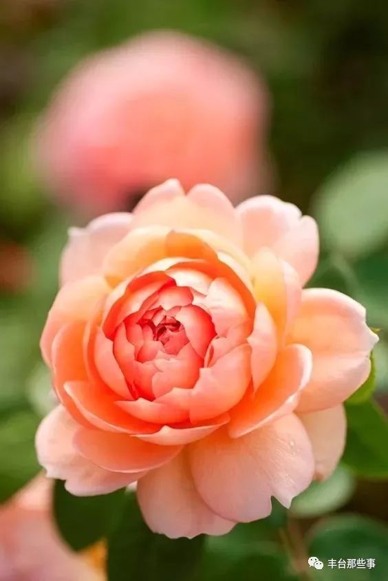 什么花有毒不能放在卧室里面呢,一帆风顺的花有毒吗适合卧室养吗