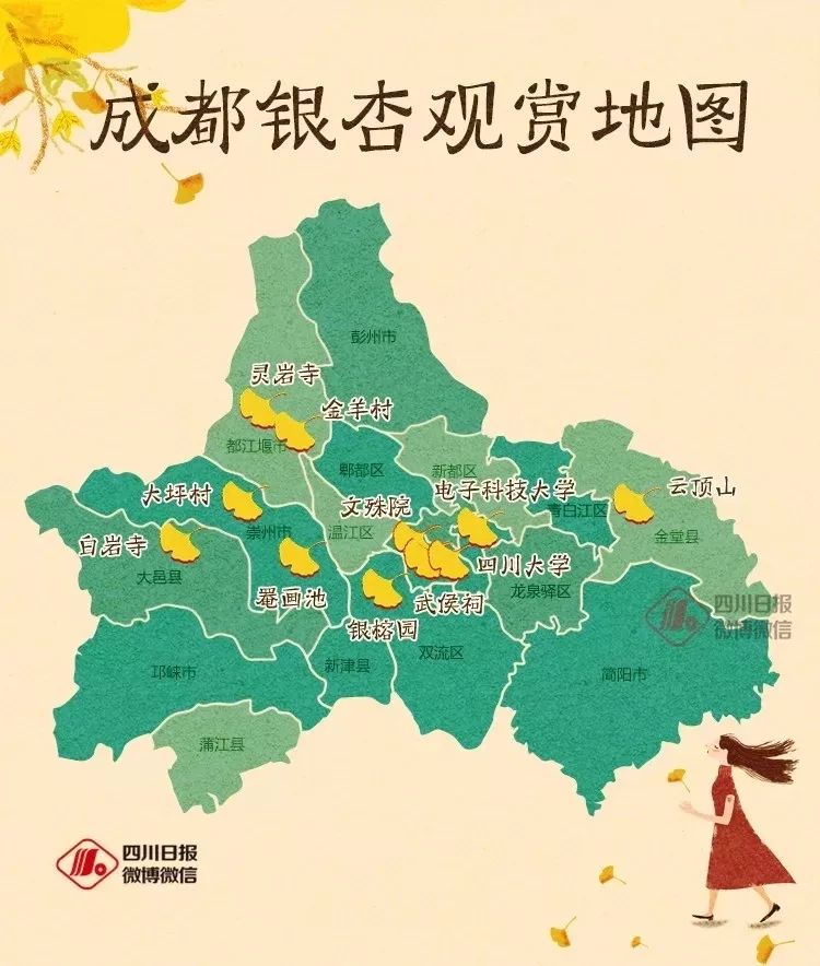 成都锦江边最漂亮的银杏,成都银杏美图