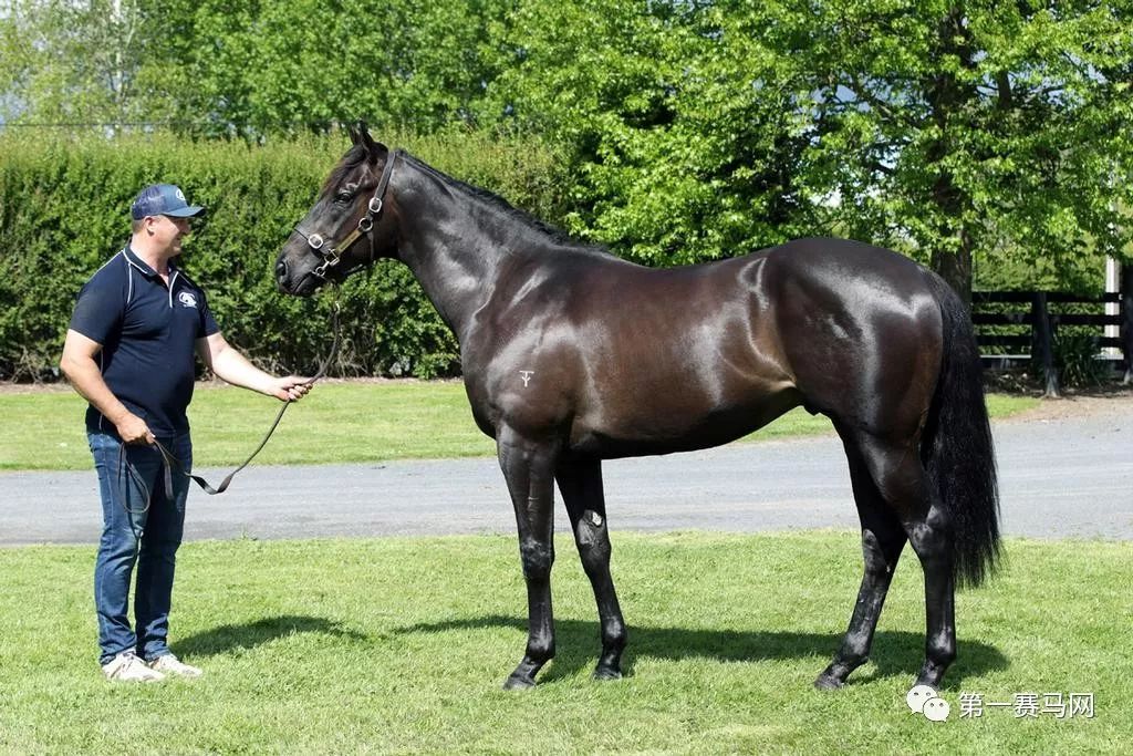 「买马」莱德旗下赛驹拍出高价，中国马主团豪砸重金购入佳驷，新西兰卡拉卡两岁受训马拍卖会隆重开槌