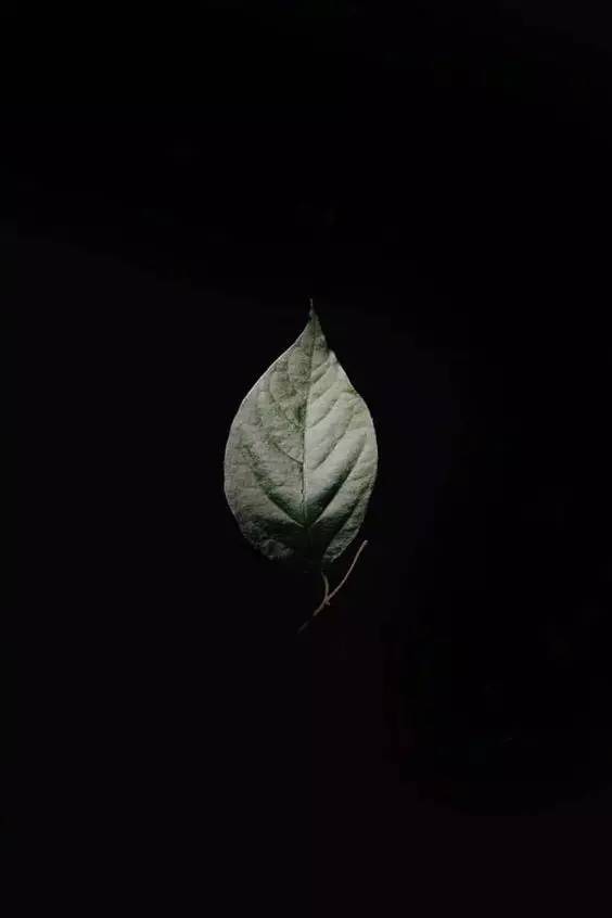 生而为人我很抱歉的日语,太宰治为什么说生而为人我很抱歉