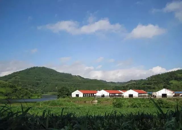 正品超级弹力直筒裤,正品100%加厚纯羊毛直筒裤