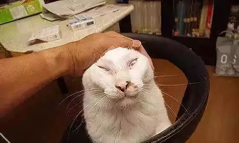 养猫的用处每一个都好硬核 (年轻人养猫和老人养猫的区别)