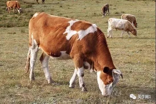 尿液判断母牛怀孕最简单的方法,母牛如何从眼睛判断怀孕