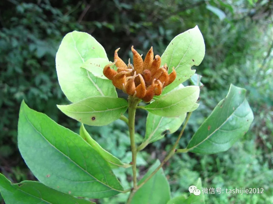 长毛的虫瘿,千奇百怪的虫子全集