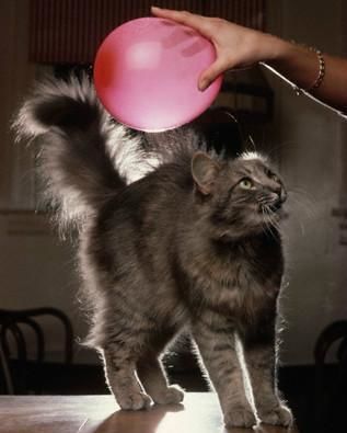 冬季头发“炸毛”竟然是它搞的鬼······防静电小妙招，一起学起来！