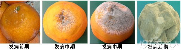 柑橘采收后用保鲜袋怎样保鲜,柑橘采摘后保鲜技术