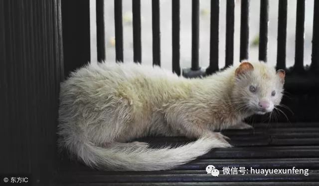 11则寓言故事,小故事中大道理,收藏起来讲给孩子听,受益一辈子