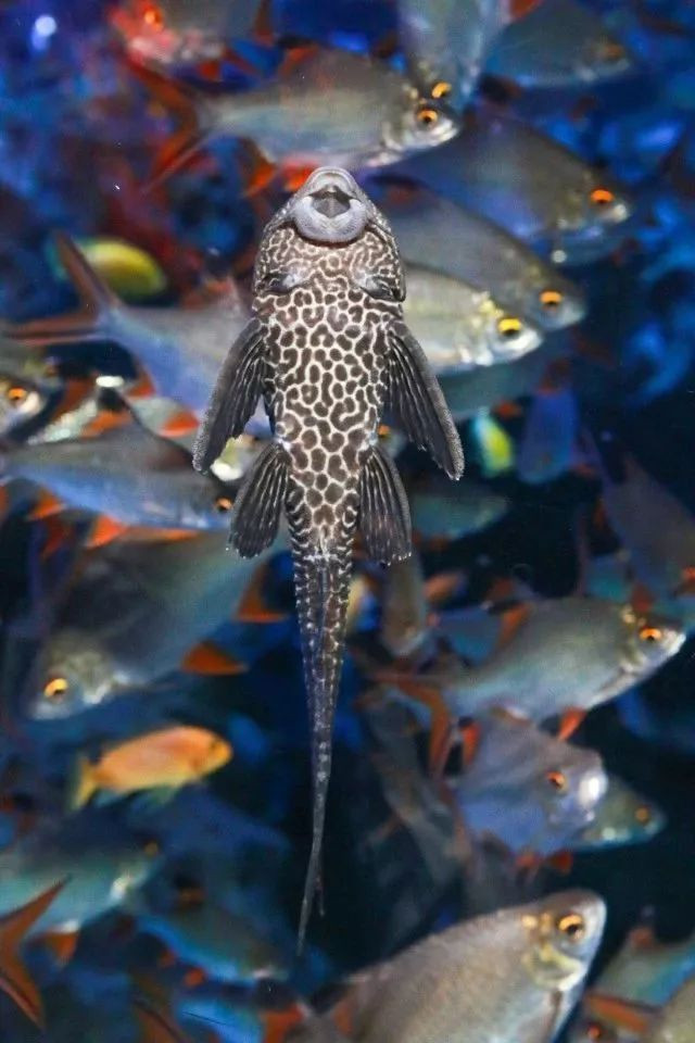 四川居然有一片蓝色海洋,成都蓝色海洋