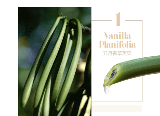 传奇阿尔卑斯金花：植萃奢宠美肌焕活