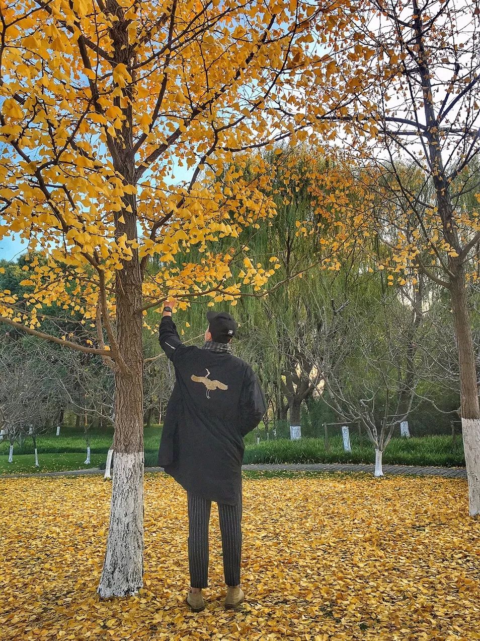 银杏打卡景点,成都周边打卡最美银杏观赏地