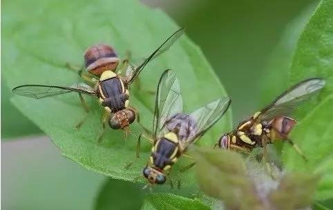 秋梢如何防治病虫害,注意秋梢之后的防落果管理