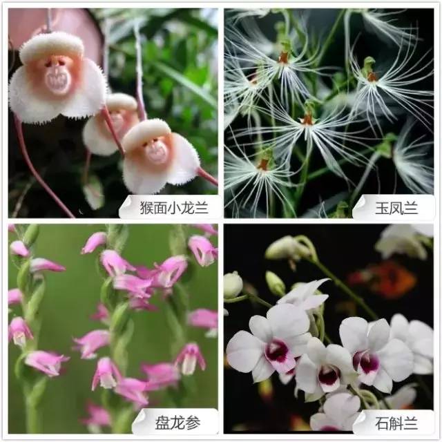爱开花的兰花有哪些,春夏季开花的兰花种类大全