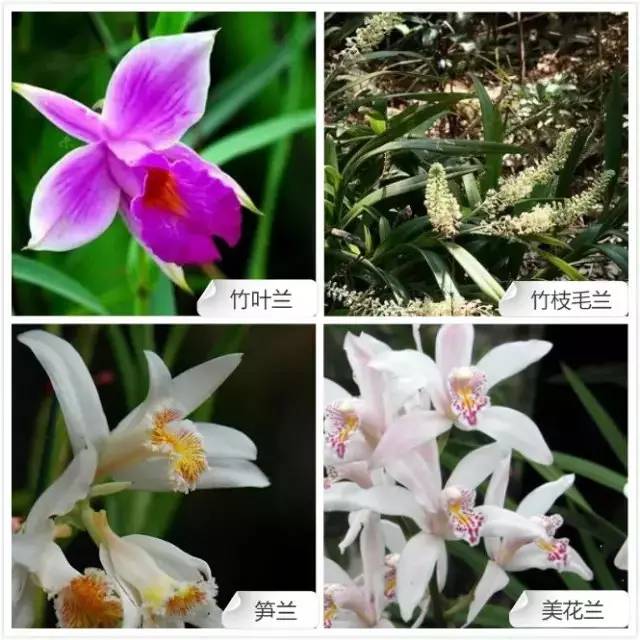 春夏季开花的兰花种类大全,花期比较长的兰花有哪几种