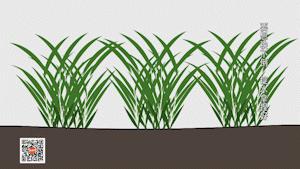 稻田吃活鱼,稻田里吃稻花鱼